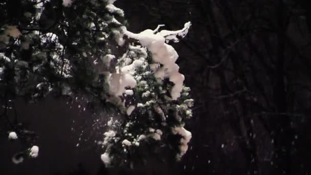 Χιόνι Πέφτει Από Κλαδιά Πεύκου Νύχτα — Αρχείο Βίντεο