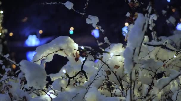 Les Buissons Enneigés Sont Décorés Avec Des Lumières Noël — Video