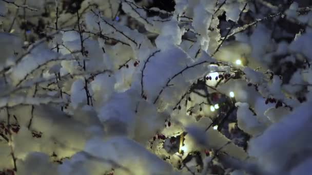 Cespugli Innevati Sono Decorati Con Luci Natale — Video Stock