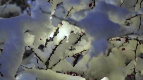 Schneebedeckte Büsche Sind Mit Weihnachtslichtern Geschmückt — Stockvideo