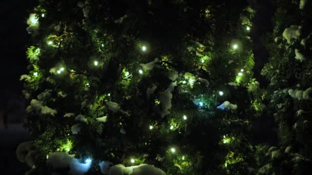 Снежные Кусты Украшены Рождественскими Огнями — стоковое видео