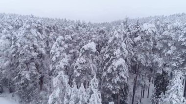 Kışın ağaçların üzerinde uçan güzel bir dron.