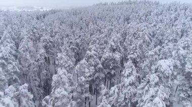 Kışın ağaçların üzerinde uçan güzel bir dron.
