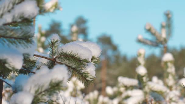 Kiefernwald Winter Die Kiefernzweige Sind Schneebedeckt — Stockvideo