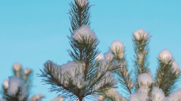 Bosque Pinos Invierno Las Ramas Pino Están Nevadas — Vídeo de stock