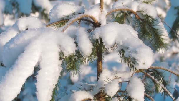 겨울에는 소나무 소나무가지는 눈으로 — 비디오