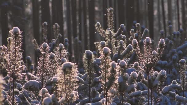 Kiefernwald Winter Die Kiefernzweige Sind Schneebedeckt — Stockvideo