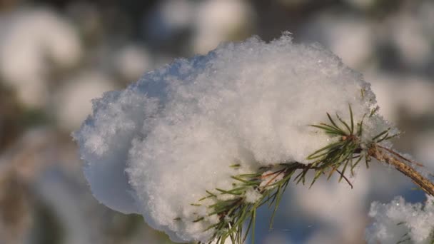 Kiefernwald Winter Die Kiefernzweige Sind Schneebedeckt — Stockvideo