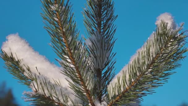 冬の松林 松の枝は雪 — ストック動画
