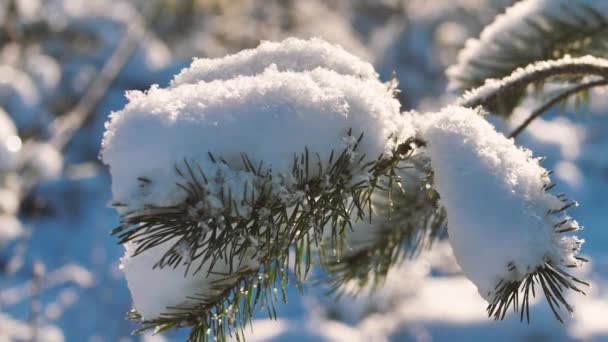 Kiefernwald Winter Die Kiefernzweige Sind Schneebedeckt — Stockvideo