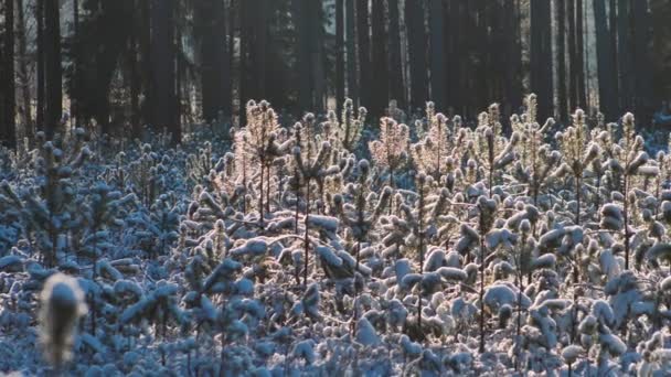 Kiefernwald Winter Die Kiefernzweige Sind Schneebedeckt — Stockvideo