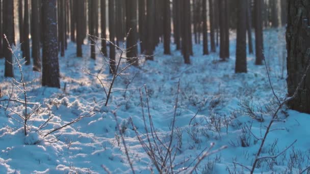 冬天的松树林 松树枝头下着雪 — 图库视频影像