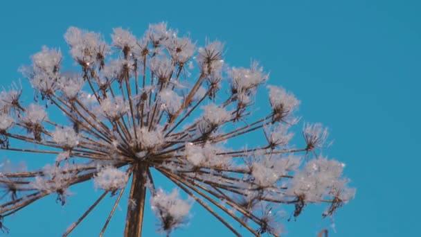 Nieve Caído Sobre Hierba Seca — Vídeos de Stock