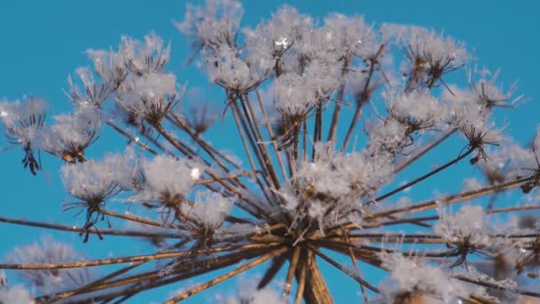 乾燥した草の上に雪が降った — ストック動画