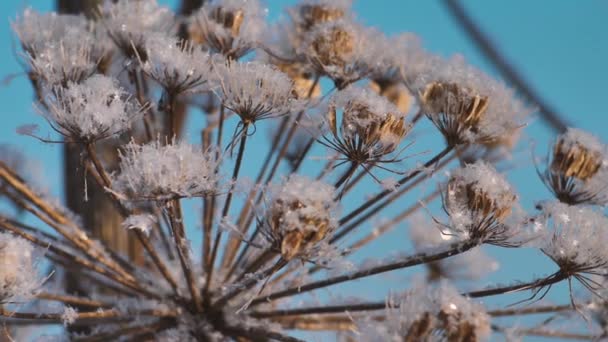 Schnee Ist Auf Das Trockene Gras Gefallen — Stockvideo