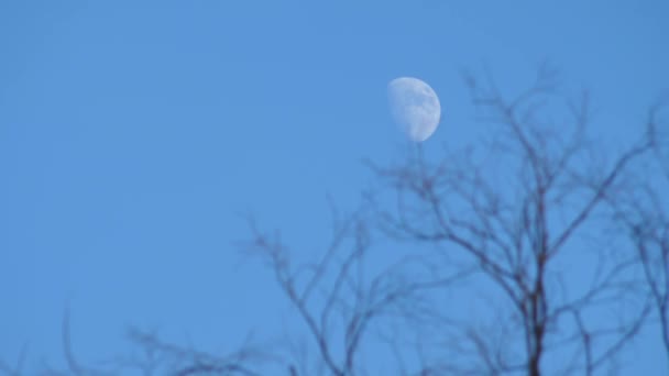 Luna Cuelga Las Copas Los Árboles — Vídeos de Stock