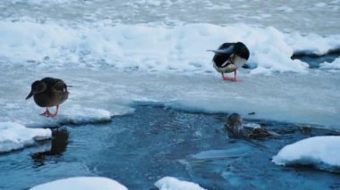 Ördekler donmuş bir nehirde yıkandı.