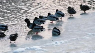 Ördekler donmuş bir nehirde yıkandı.