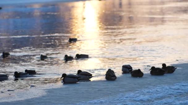 Die Enten Badeten Einem Zugefrorenen Fluss — Stockvideo