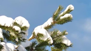 Güneşli bir günde çam dallarında kar uzanır.