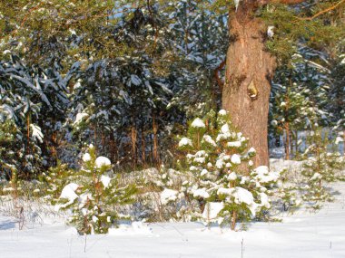 Güneşli bir günde çam dallarında kar uzanır.