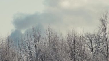 Karlı ağaçların arkasında duman var. Ağır çekim. Hava çok soğuk.