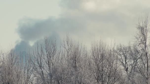 Засніженими Деревами Дим Повільний Рух Дуже Холодна Погода — стокове відео