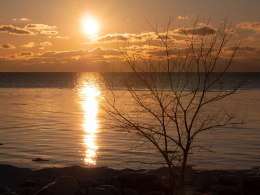 Gün batımında soğuk kış kıyısı. Ön plandaki ağaç siluetleri deniz kıyısındaki buz parçaları. Küçük bulutlu mavi gökyüzü