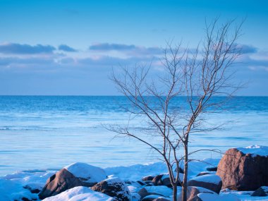 Gün batımında soğuk kış kıyısı. Ön plandaki ağaç siluetleri deniz kıyısındaki buz parçaları. Küçük bulutlu mavi gökyüzü
