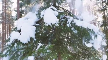 Ladin dallarındaki karları silkele.