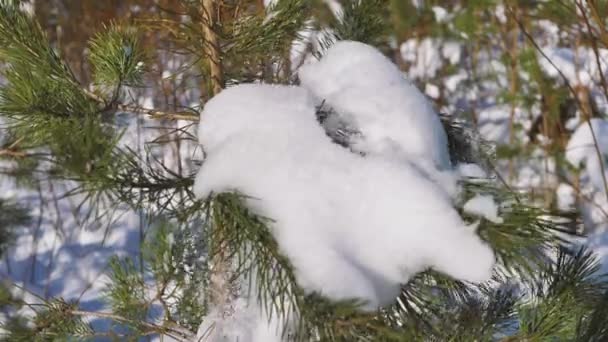 把松枝上的雪抖掉 春天快到了 — 图库视频影像