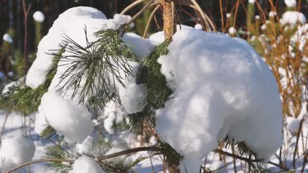 Потисніть Сніг Соснових Гілок Наближається Весна — стокове відео