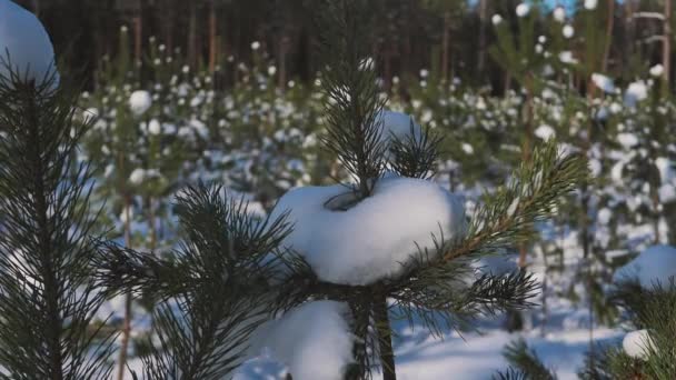 把松枝上的雪抖掉 春天快到了 — 图库视频影像