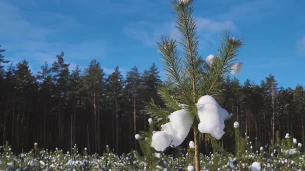 把松枝上的雪抖掉 春天快到了 — 图库视频影像