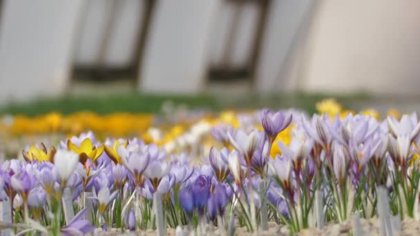 Krokussen Met Prachtige Bloemen Veelkleurig Mooiste Bloemen Van Lente — Stockvideo