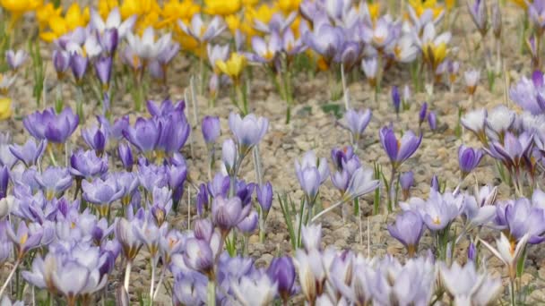 Крокусы Красивыми Цветами Разноцветные Самые Красивые Цветы Весны — стоковое видео