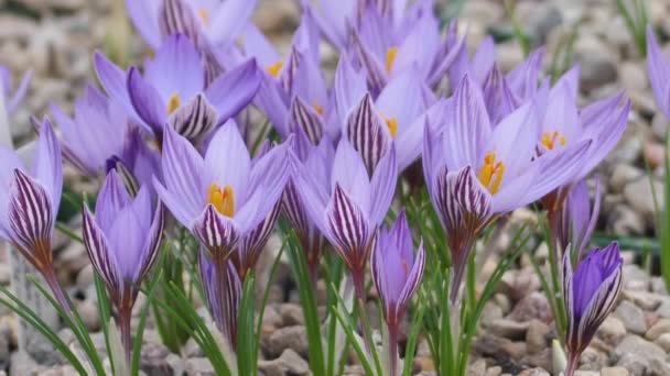 Krokussen Met Prachtige Bloemen Veelkleurig Mooiste Bloemen Van Lente — Stockvideo