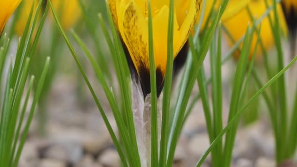 Crocus Gyönyörű Virágok Sokszínű Tavasz Legszebb Virágai — Stock videók