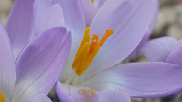 Крокусы Красивыми Цветами Разноцветные Самые Красивые Цветы Весны — стоковое видео