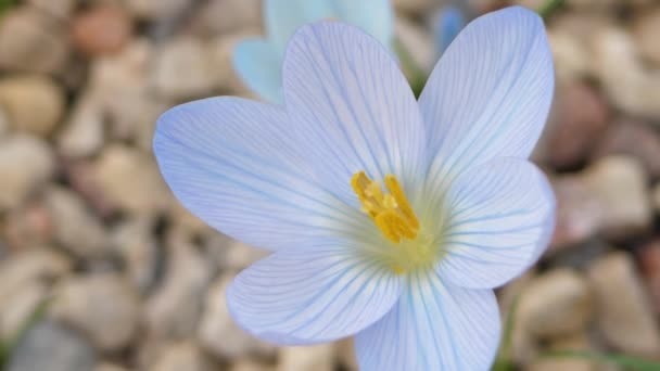 Krokusy Krásnými Květinami Pestrobarevné Nejkrásnější Květy Jara — Stock video