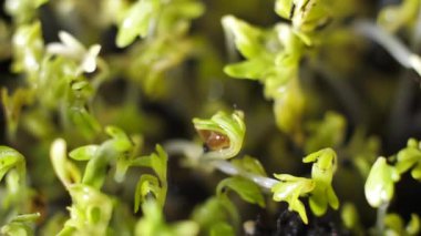 Mavi arkaplandaki mikro yeşiller yavaşça döner. Cress salatası lezzetli yeni filizler
