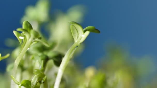 Micro Verdes Sobre Fondo Azul Giran Lentamente Ensalada Berros Deliciosos — Vídeos de Stock