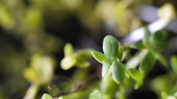 蓝色背景上的微绿色慢慢旋转 切色拉好吃的新芽 — 图库视频影像