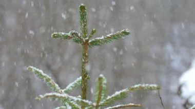 Ladin dallarına kar yağıyor. Ormana kar taneleri düşer