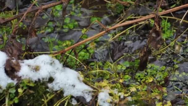 Small River Flows Forest Snowflakes Fall Water — Stock Video