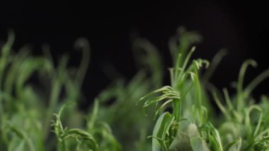 Yeşil bezelye filizlenmesi. Sağlıklı bir diyet için tohumlu mikro yeşiller. Vejetaryen yiyecekler, organik ürünler.