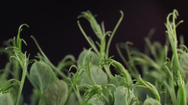 Yeşil bezelye filizlenmesi. Sağlıklı bir diyet için tohumlu mikro yeşiller. Vejetaryen yiyecekler, organik ürünler.