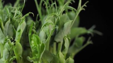 Yeşil bezelye filizlenmesi. Sağlıklı bir diyet için tohumlu mikro yeşiller. Vejetaryen yiyecekler, organik ürünler.