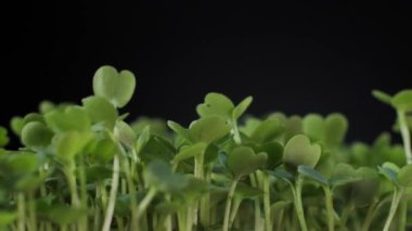 Beslenme için tohumların filizlenmesi. Sağlıklı bir diyet için tohumlu mikro yeşiller. Vejetaryen yiyecekler, organik ürünler.