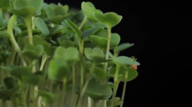 Beslenme için tohumların filizlenmesi. Sağlıklı bir diyet için tohumlu mikro yeşiller. Vejetaryen yiyecekler, organik ürünler.